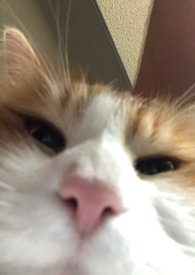 �����������ĸ�ף�1v2�����ӁS��